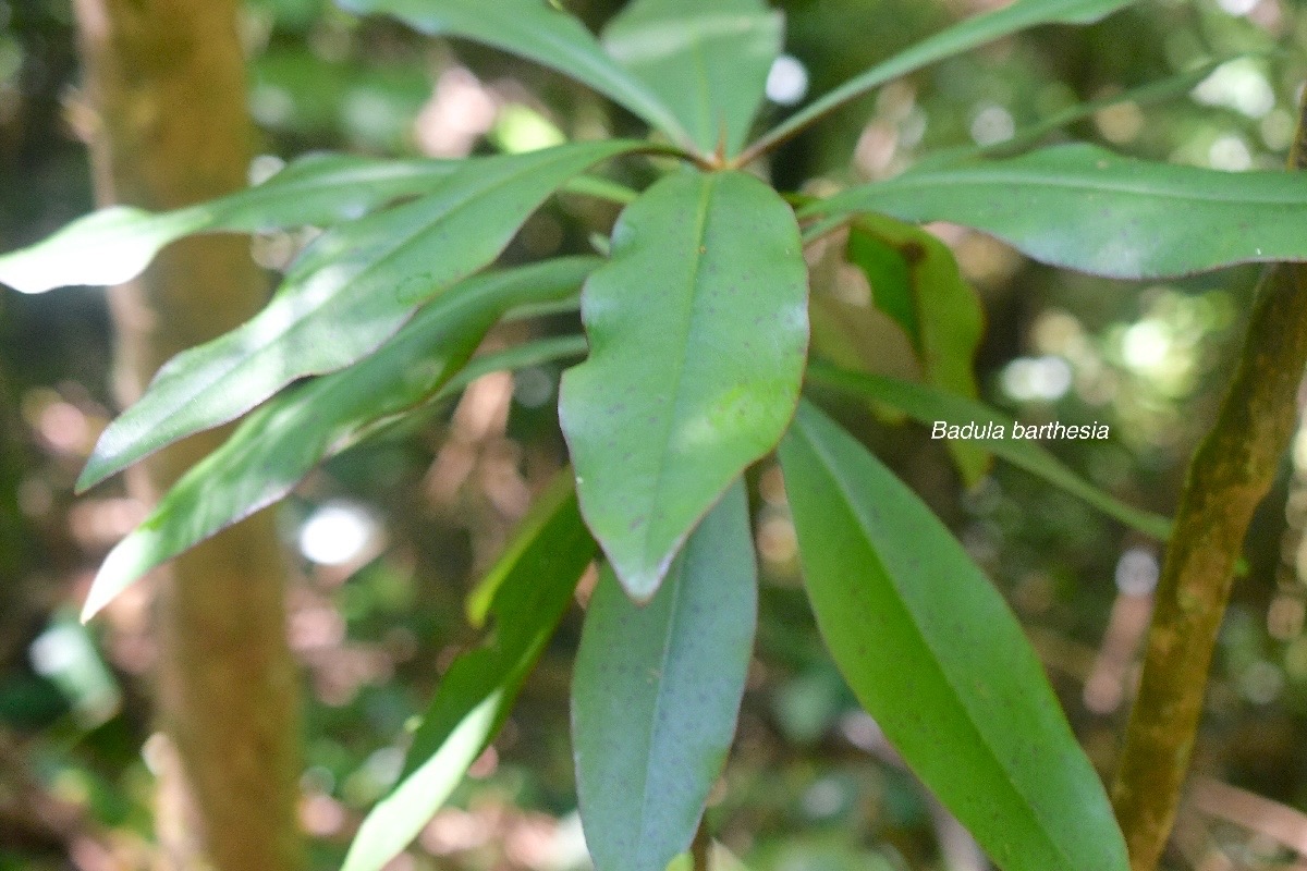 Badula barthesia Bois de savon Primul aceae Endémique La Réunion 3062.jpeg