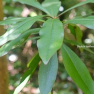 Badula barthesia Bois de savon Primul aceae Endémique La Réunion 3062.jpeg