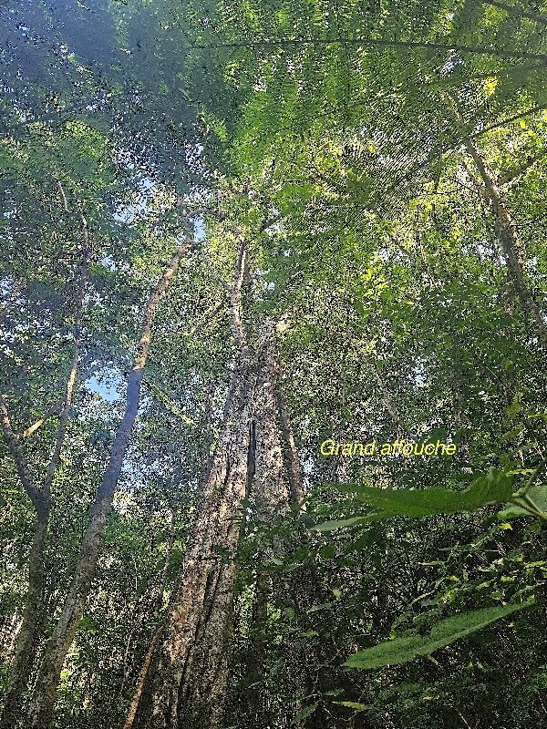 Ficus densifolia Grand affouche Moraceae   Endémique  La Réunion  Maurice02.jpeg