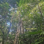 Ficus densifolia Grand affouche Moraceae   Endémique  La Réunion  Maurice02.jpeg