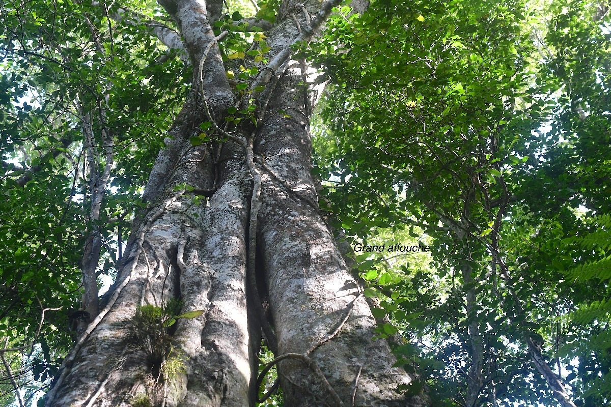 Ficus densifolia Grand affouche Moraceae  Endémique La Réunion, Maurice 3022.jpeg