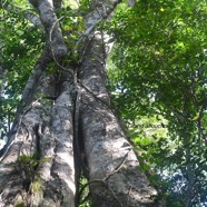 Ficus densifolia Grand affouche Moraceae  Endémique La Réunion, Maurice 3022.jpeg