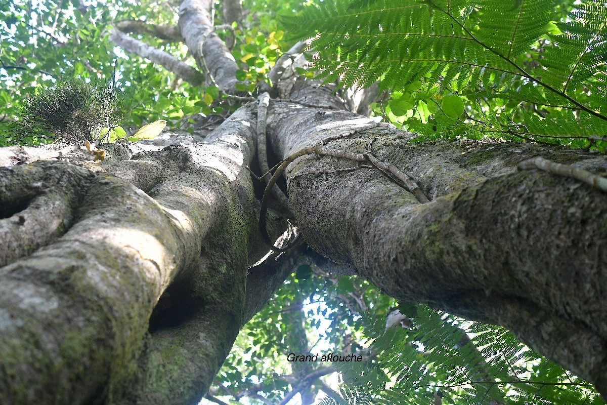 Ficus densifolia Grand affouche Moraceae  Endémique La Réunion, Maurice 3023.jpeg