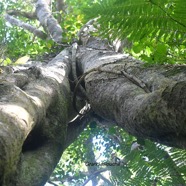 Ficus densifolia Grand affouche Moraceae  Endémique La Réunion, Maurice 3023.jpeg