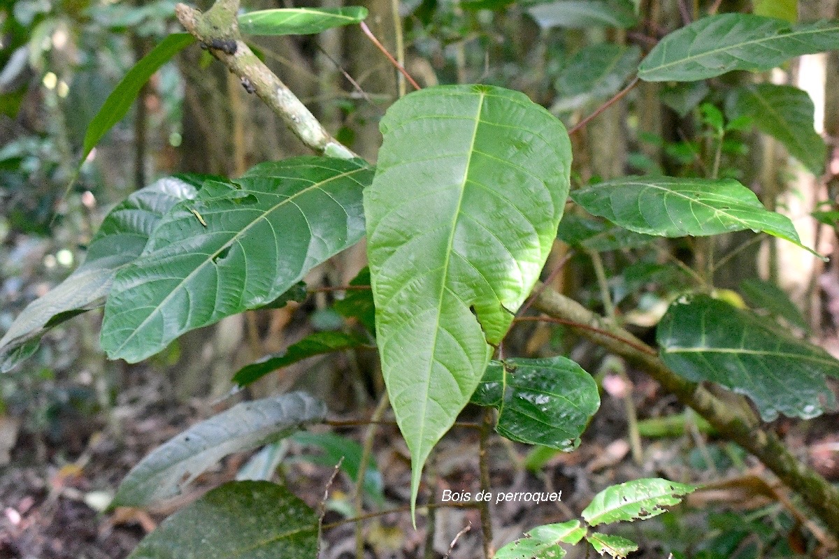 Hancea integrifolia Bois de perroquet Euphorbi aceae Endémique La Réunion, Maurice 3041.jpeg