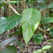 Hancea integrifolia Bois de perroquet Euphorbi aceae Endémique La Réunion, Maurice 3041.jpeg