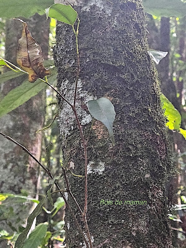 Maillardia borbonica Bois de maman Mo raceae Endémique La Réunion 35.jpeg