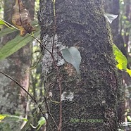 Maillardia borbonica Bois de maman Mo raceae Endémique La Réunion 35.jpeg