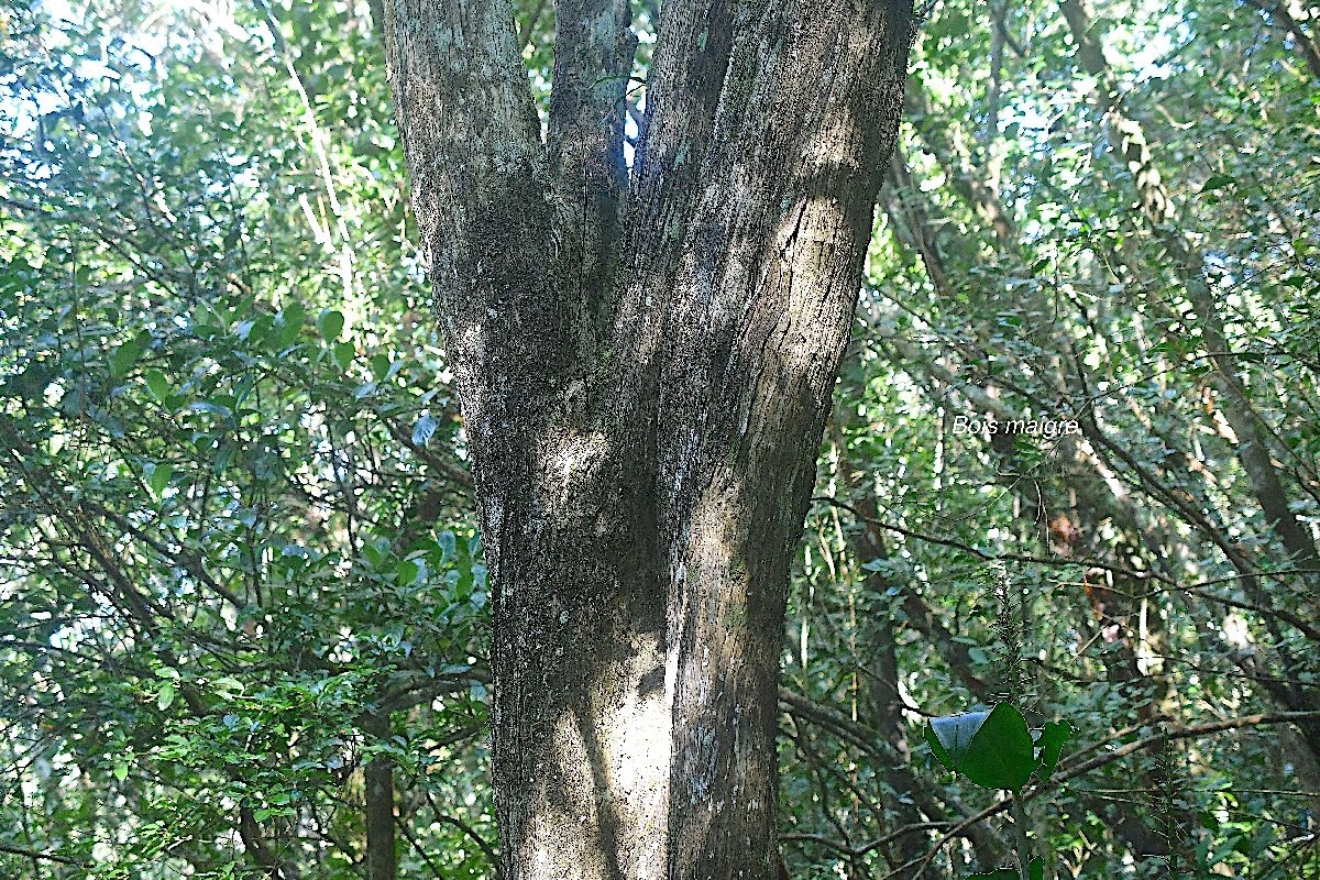 Nuxia verticillata Bois maigre Stilbaceae  Endémique La Réunion, Maurice 2992.jpeg