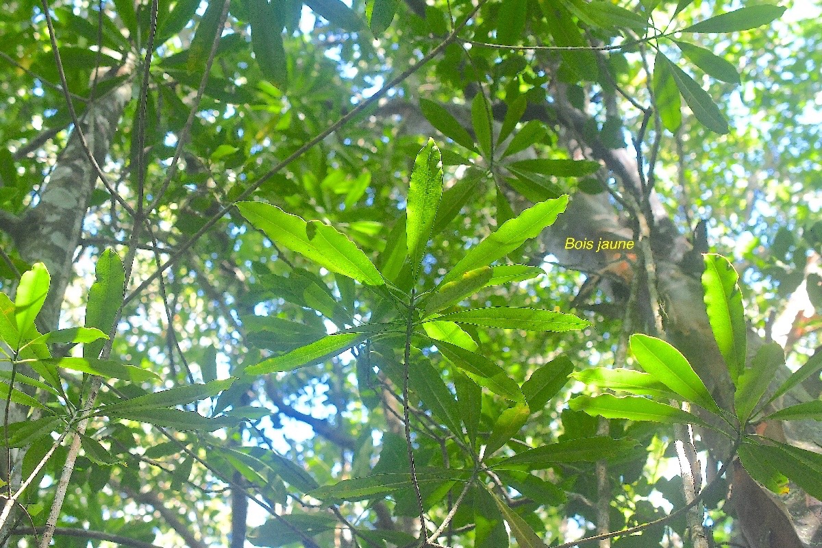 Ochrosia borbonica Bois jaune Apocynaceae  Endémique La Réunion, Maurice 2994.jpeg