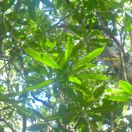 Ochrosia borbonica Bois jaune Apocynaceae  Endémique La Réunion, Maurice 2994.jpeg