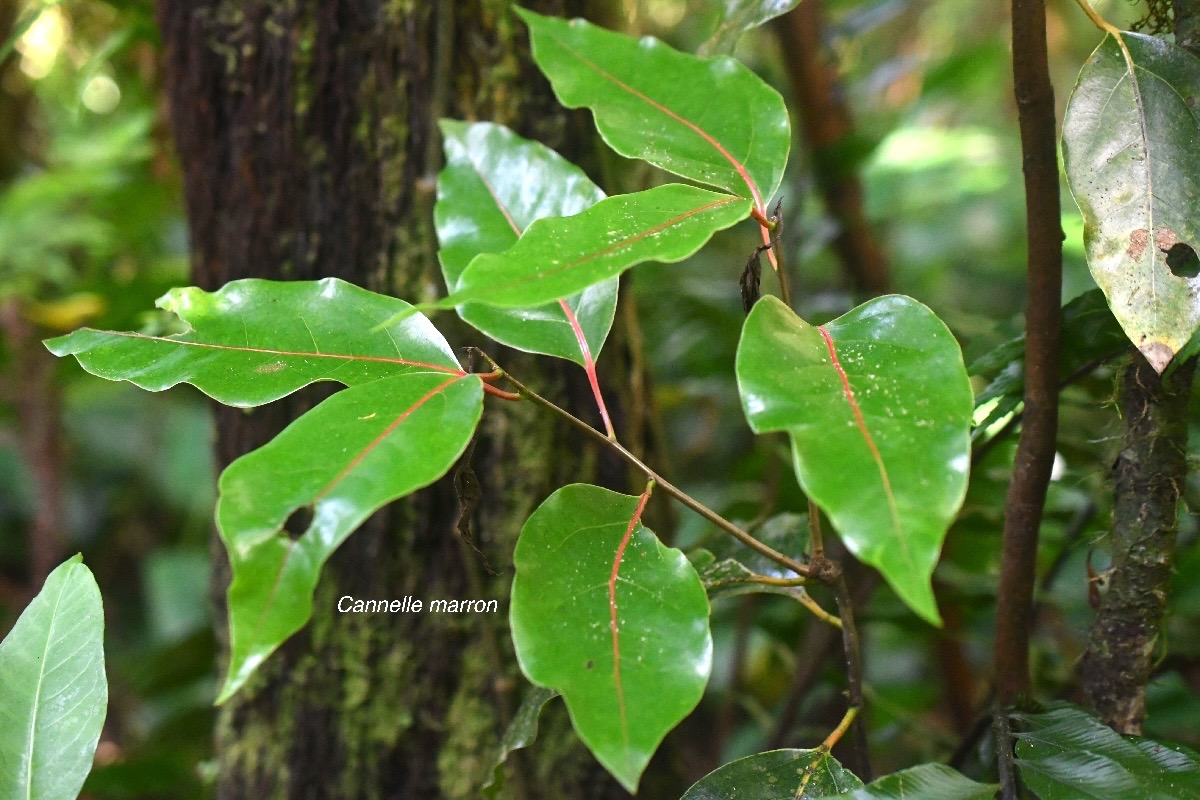 Ocotea obtusata Cannelle marron Lauraceae  Endémique La Réunion, Maurice 3028.jpeg