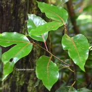 Ocotea obtusata Cannelle marron Lauraceae  Endémique La Réunion, Maurice 3028.jpeg