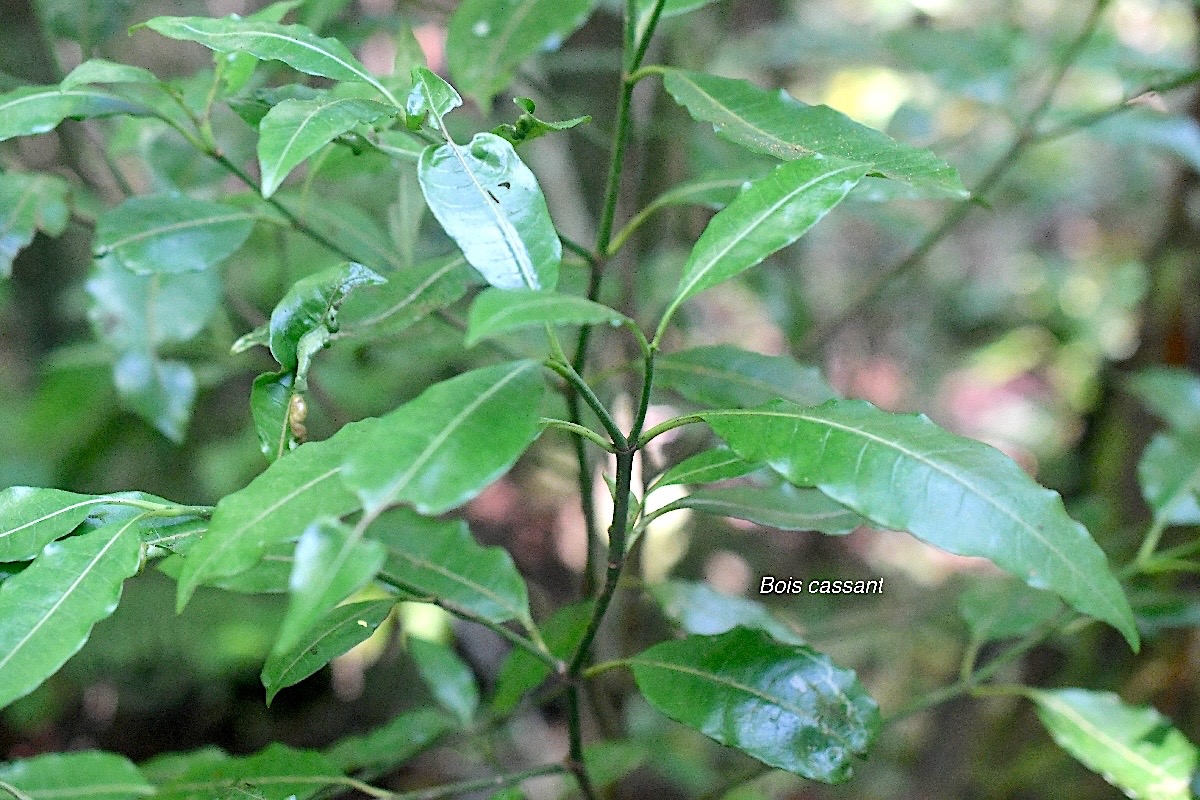 Psychotria borbonica Bois cassant Rubiaceae Endémique La Réunion, Maurice 3003.jpeg