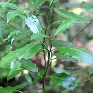 Psychotria borbonica Bois cassant Rubiaceae Endémique La Réunion, Maurice 3003.jpeg