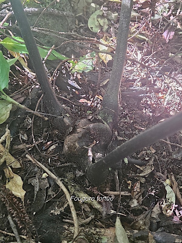 Ptisana fraxinea Fouge?re tortue Mara ttiaceae Indigène La Réunion 14.jpeg