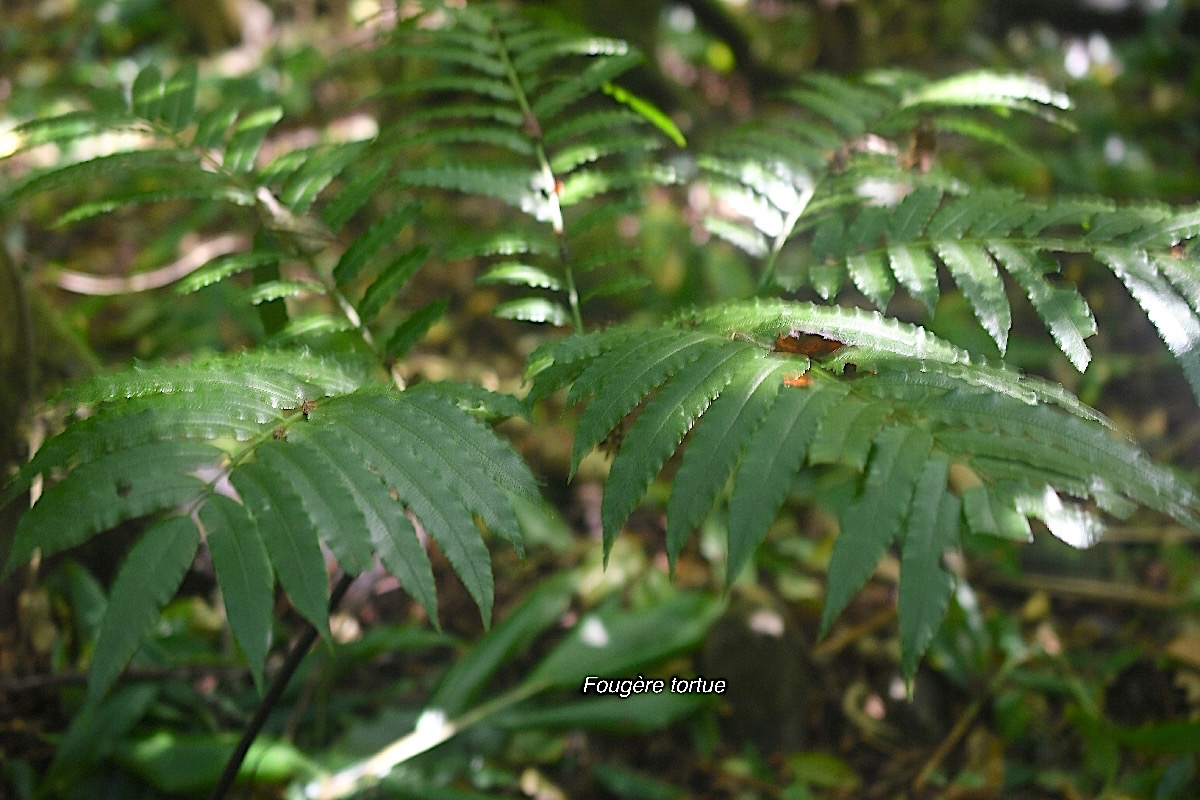 Ptisana fraxinea Fouge?re tortue Marat tiaceae Indigène La Réunion 3067.jpeg