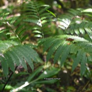 Ptisana fraxinea Fouge?re tortue Marat tiaceae Indigène La Réunion 3067.jpeg