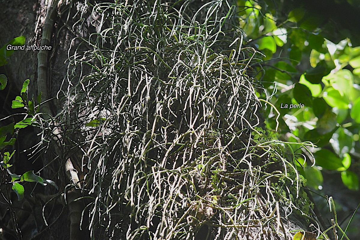 Rhipsalis baccifera La perle Cactaceae Indigène La Réunion perché sur Ficus densifolia 3064.jpeg