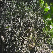 Rhipsalis baccifera La perle Cactaceae Indigène La Réunion perché sur Ficus densifolia 3064.jpeg