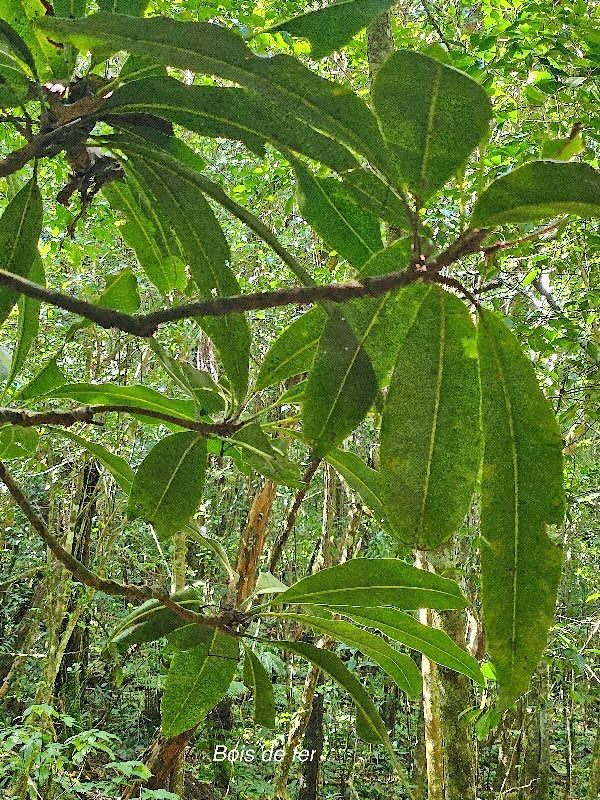 Sideroxylon majus Bois de fer Sapot aceae Endémique La Réunion 34.jpeg