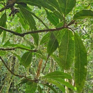 Sideroxylon majus Bois de fer Sapot aceae Endémique La Réunion 34.jpeg