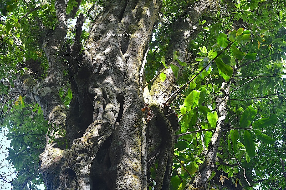 Sideroxylon majus Bois de fer Sapota ceae Endémique La Réunion 3034.jpeg