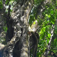 Sideroxylon majus Bois de fer Sapota ceae Endémique La Réunion 3034.jpeg