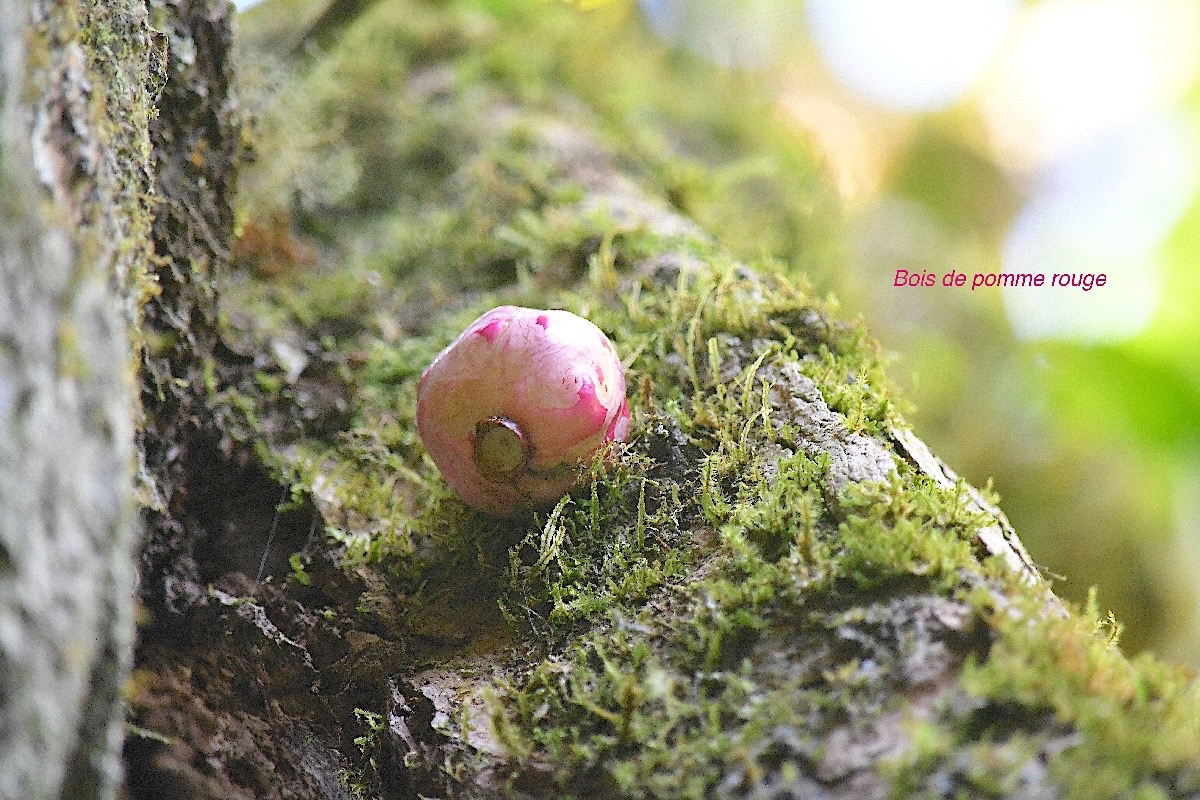 Syzygium cymosum Bois de pomme rouge Myrtace ae Endémique La Réunion, Maurice 3033.jpeg