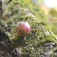 Syzygium cymosum Bois de pomme rouge Myrtace ae Endémique La Réunion, Maurice 3033.jpeg