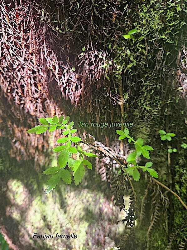 Weinmannia tinctoria Cunoniacea sur Fanjan femelle .jpeg