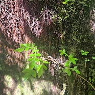 Weinmannia tinctoria Cunoniacea sur Fanjan femelle .jpeg