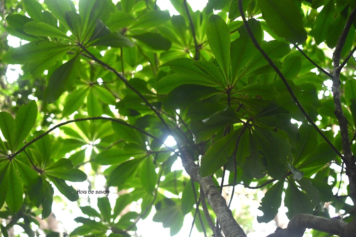 Badula barthesia Bois de savon Primul aceae Endémique La Réunion 7867.jpeg