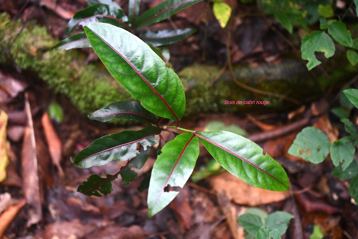 Casearia coriacea Bois de cabri rouge Salicac eae Endémique La Réunion, Maurice 7879.jpeg