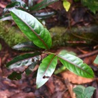 Casearia coriacea Bois de cabri rouge Salicac eae Endémique La Réunion, Maurice 7879.jpeg