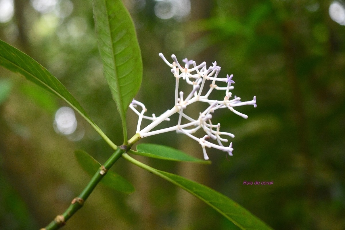 Chassalia corallioides Bois de corail Ru biaceae Endémique La Réunion 7840.jpeg