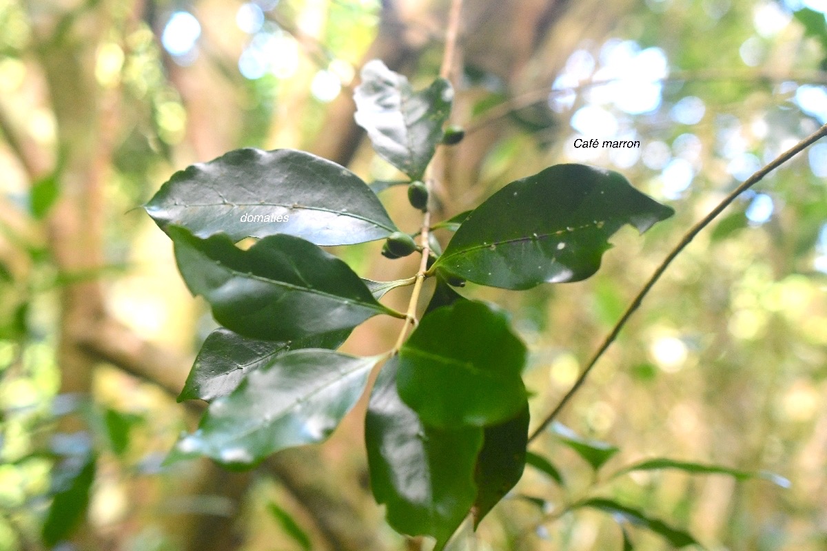 Coffea mauritiana Cafe? marron Rubiaceae  Endémique La Réunion, Maurice 7806.jpeg