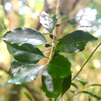 Coffea mauritiana Cafe? marron Rubiaceae  Endémique La Réunion, Maurice 7806.jpeg