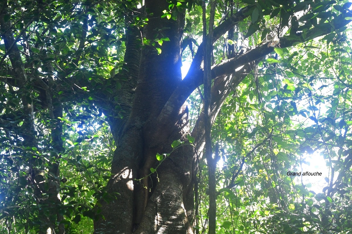 Ficus densifolia Grand affouche Moraceae  Endémique La Réunion, Maurice 7801.jpeg