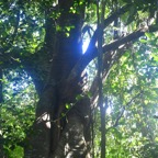 Ficus densifolia Grand affouche Moraceae  Endémique La Réunion, Maurice 7801.jpeg