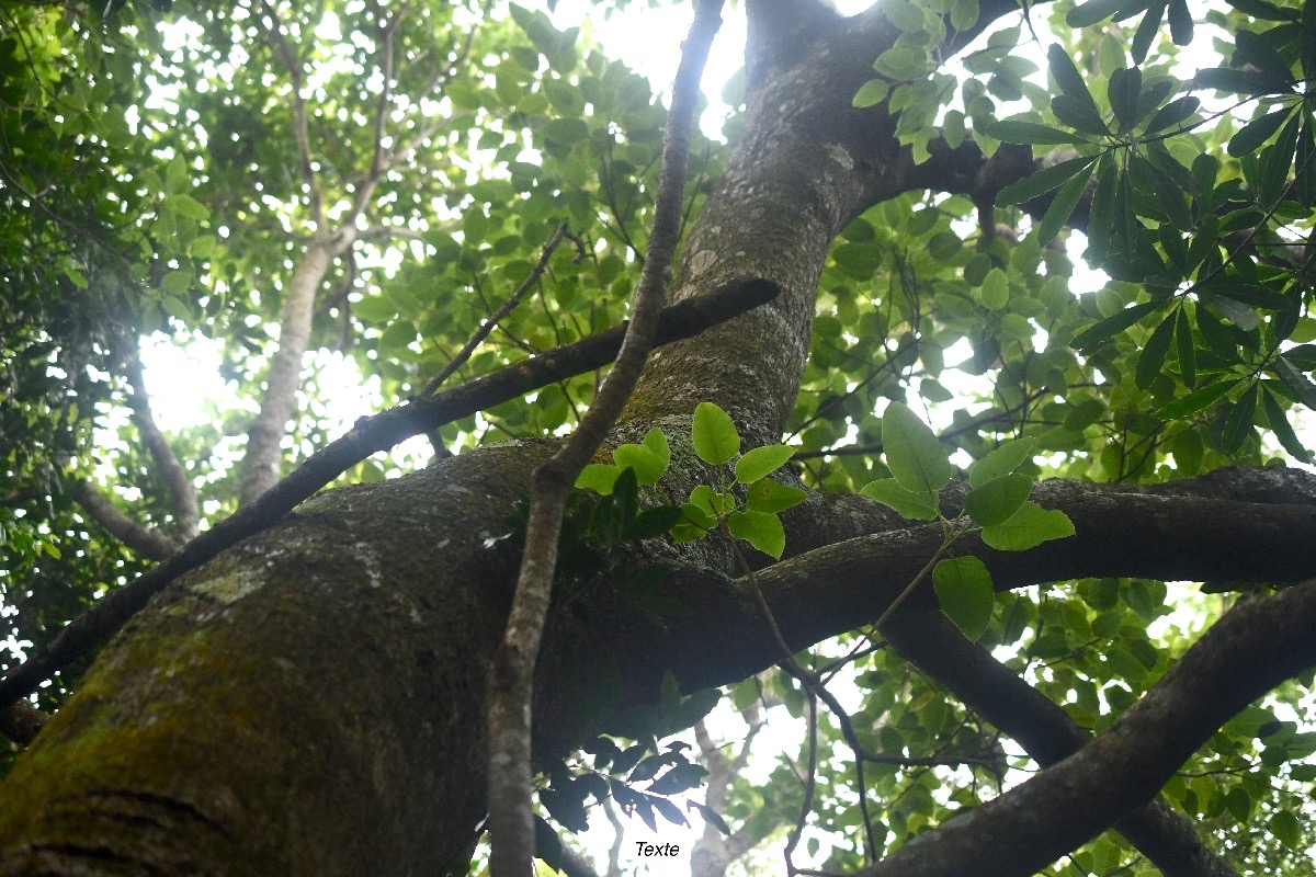 Ficus densifolia Grand affouche Moraceae  Endémique La Réunion, Maurice 7872.jpeg