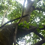 Ficus densifolia Grand affouche Moraceae  Endémique La Réunion, Maurice 7872.jpeg