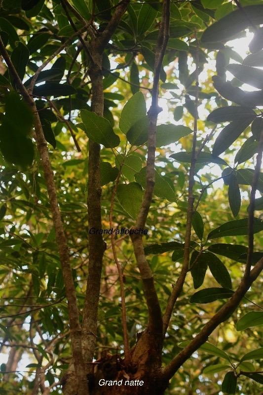 Ficus densifolia Moraceae et Mimusops balata Sapo taceae Endémiques La Réunion, Maurice 7835.jpeg