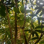 Ficus densifolia Moraceae et Mimusops balata Sapo taceae Endémiques La Réunion, Maurice 7835.jpeg