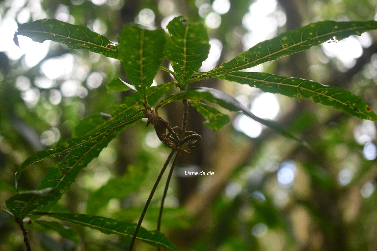 Hugonia serrata Liane de cle? Linaceae E ndémique La Réunion, Maurice 7847.jpeg