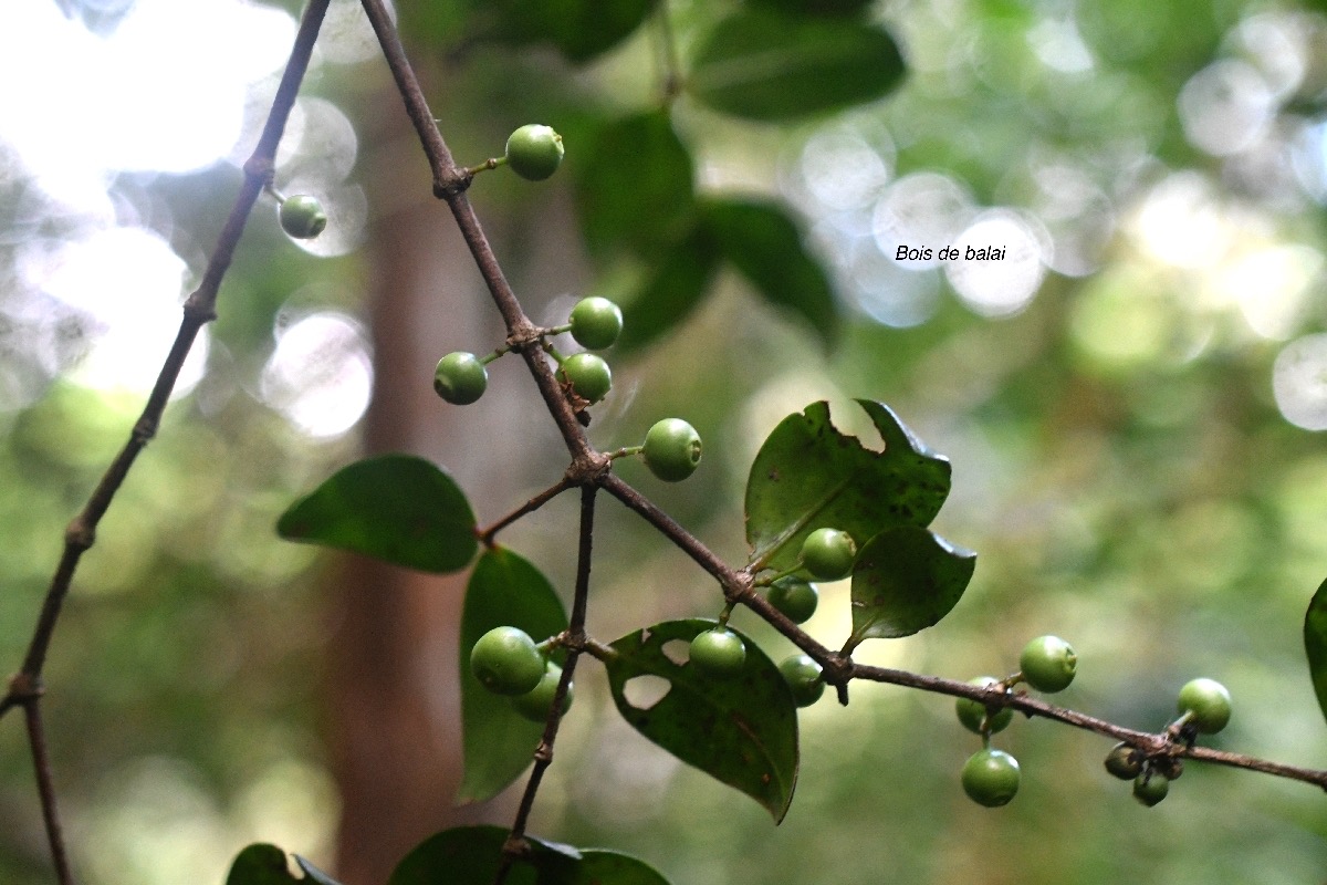 Memecylon confusum Bois de balai Melasto mataceae Endémique La Réunion 7822.jpeg