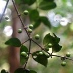 Memecylon confusum Bois de balai Melasto mataceae Endémique La Réunion 7822.jpeg