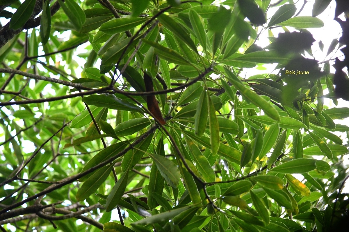 Ochrosia borbonica Bois jaune Apocynaceae  Endémique La Réunion ;Maurice 7812.jpeg