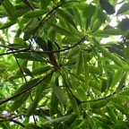 Ochrosia borbonica Bois jaune Apocynaceae  Endémique La Réunion ;Maurice 7812.jpeg