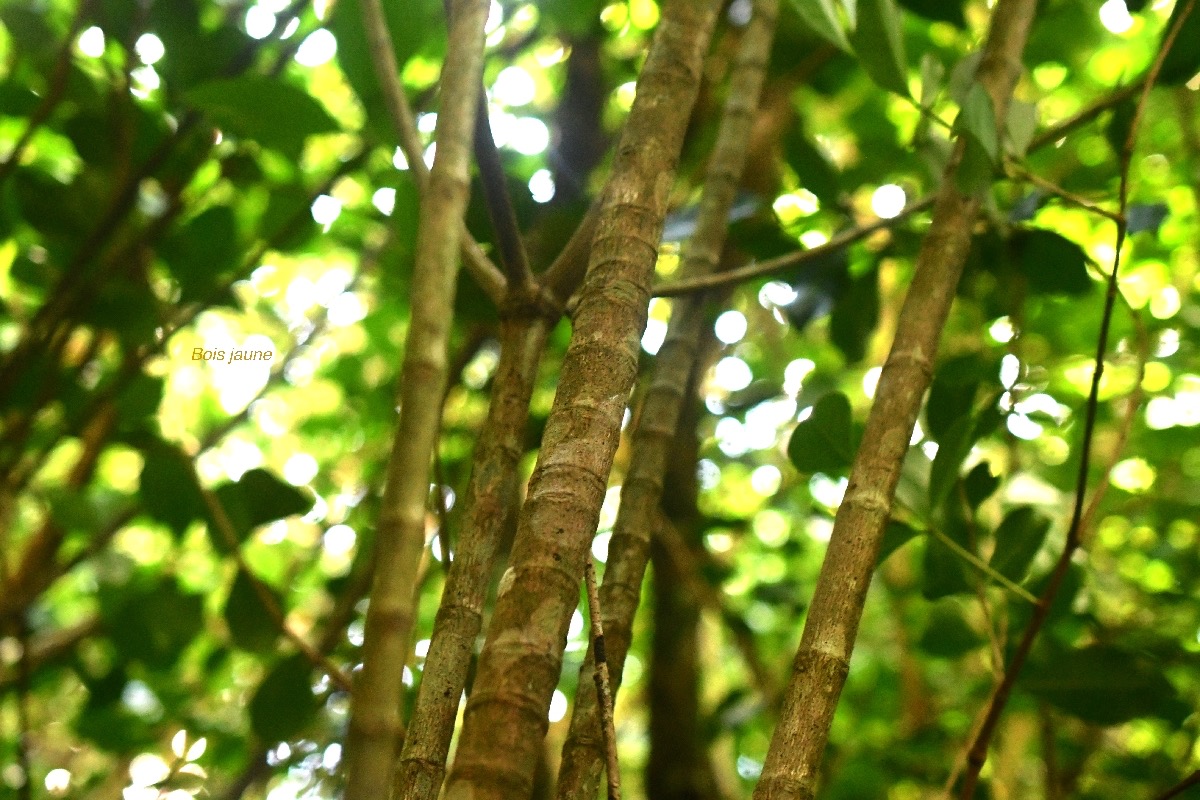 Ochrosia borbonica Bois jaune Apocynaceae  Endémique La Réunion, Maurice 7814.jpeg